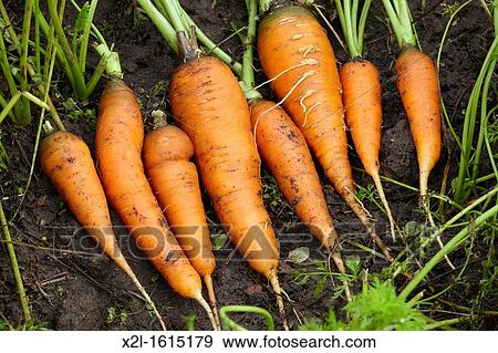 Organically grown carrots Scientific name: Daucus sativus View Large Photo Image Stock Photo - Organically grown carrots Scientific name: Daucus sativus. Fotosearch