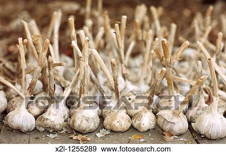 Organically grown garlic Scientific name: Allium sativum View Large Photo Image Stock Photo - Organically grown garlic Scientific name: Allium sativum. Fotosearch