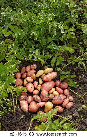 Organically grown potatoes Scientific name: Solanum tuberosum View Large Photo Image Stock Image - Organically grown potatoes Scientific name: Solanum tuberosum. Fotosearch