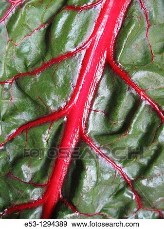 Stock Photo - OrganicSwiss chard from CSA Community Supported Agriculture, Tucson, AZ. Fotosearch