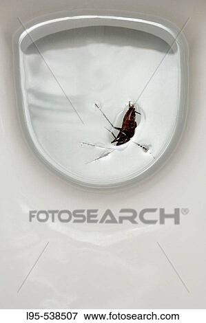 Stock Photo - Oriental Cockroach (Blatta orientalis) accidentally drowned in a sanitary toilet, Spain.. Fotosearch