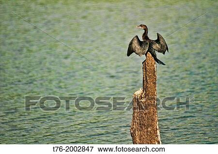 Oriental Darter or Snakebird (Anhinga melanogaster) in the Periyar Tiger Reserve in Kerala, India. View Large Photo Image Stock Photo - Oriental Darter or Snakebird (Anhinga melanogaster) in the Periyar Tiger Reserve in Kerala, India.. Fotosearch