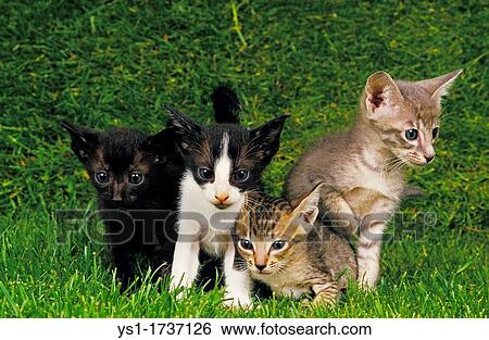 Stock Photograph - Oriental Domestic Cat, Kittens. Fotosearch