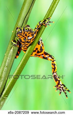 Oriental fire-bellied toad - Bombina orientalis -. View Large Photo Image Stock Photo - Oriental fire-bellied toad - Bombina orientalis -.. Fotosearch