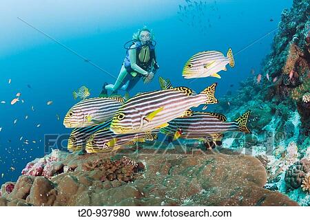 Oriental Sweetlips and Diver, Plectorhinchus orientalis, Cocoa Corner, South Male Atoll, Maldives View Large Photo Image Stock Image - Oriental Sweetlips and Diver, Plectorhinchus orientalis, Cocoa Corner, South Male Atoll, Maldives. Fotosearch