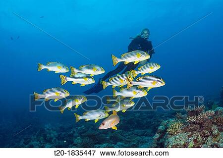 Stock Photo - Oriental Sweetlips and Scuba Diver, Plectorhinchus vittatus, North Male Atoll, Maldives. Fotosearch