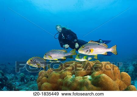 Oriental Sweetlips and Scuba Diver, Plectorhinchus vittatus, North Male Atoll, Maldives View Large Photo Image Stock Photo - Oriental Sweetlips and Scuba Diver, Plectorhinchus vittatus, North Male Atoll, Maldives. Fotosearch