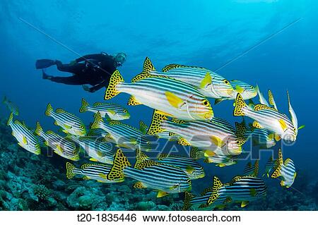 Oriental Sweetlips and Scuba Diver, Plectorhinchus vittatus, North Male Atoll, Maldives View Large Photo Image Stock Photograph - Oriental Sweetlips and Scuba Diver, Plectorhinchus vittatus, North Male Atoll, Maldives. Fotosearch