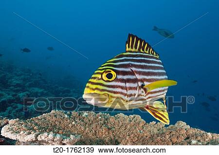Oriental Sweetlips, Plectorhinchus vittatus, North Male Atoll, Indian Ocean, Maldives View Large Photo Image Stock Photo - Oriental Sweetlips, Plectorhinchus vittatus, North Male Atoll, Indian Ocean, Maldives. Fotosearch