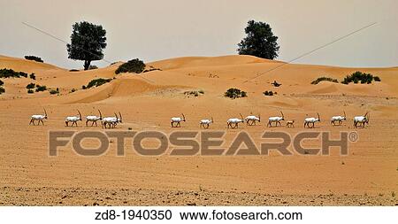 orix gacela in dubai desert View Large Photo Image Stock Image - orix gacela in dubai desert. Fotosearch