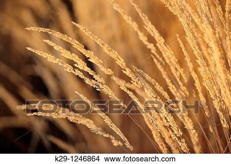 Picture - Ornamental garden grasses- Karl Foerster. Fotosearch