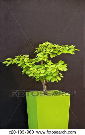 Stock Image - Ornement plant in green pot. Fotosearch
