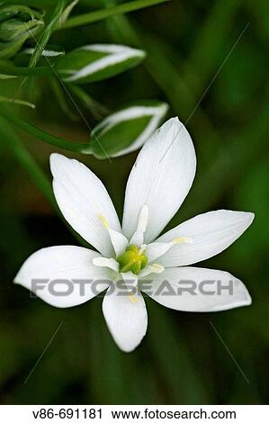 Stock Image - Ornithogalum umbellatum. Fotosearch