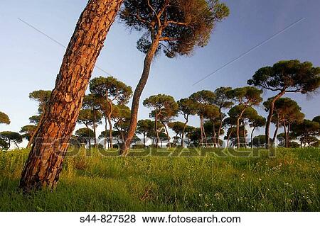 Stock Photo - Oromana stone pine woodland, Alcala de Guadaira. Sevilla province, Andalucia, Spain. Fotosearch