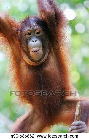 Orphan orang-utans at nursery. Sepilok Orang Utan Sanctuary, Sandakan, Borneo, Malaysia View Large Photo Image Stock Image - Orphan orang-utans at nursery. Sepilok Orang Utan Sanctuary, Sandakan, Borneo, Malaysia. Fotosearch