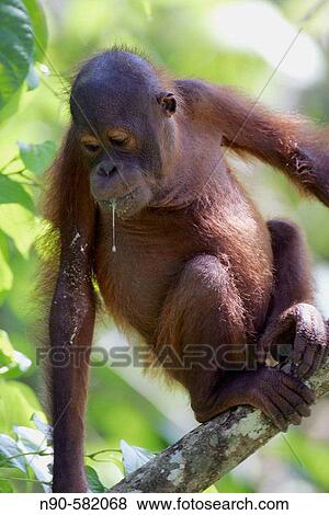 Orphan orang-utans at nursery. Sepilok Orang Utan Sanctuary, Sandakan, Borneo, Malaysia View Large Photo Image Stock Photo - Orphan orang-utans at nursery. Sepilok Orang Utan Sanctuary, Sandakan, Borneo, Malaysia. Fotosearch