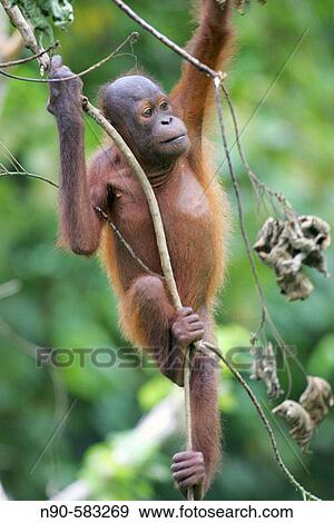Orphan orang-utans at nursery. Sepilok Orang Utan Sanctuary, Sandakan, Borneo, Malaysia View Large Photo Image Stock Photo - Orphan orang-utans at nursery. Sepilok Orang Utan Sanctuary, Sandakan, Borneo, Malaysia. Fotosearch