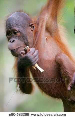 Orphan orang-utans at nursery. Sepilok Orang Utan Sanctuary, Sandakan, Borneo, Malaysia View Large Photo Image Stock Photograph - Orphan orang-utans at nursery. Sepilok Orang Utan Sanctuary, Sandakan, Borneo, Malaysia. Fotosearch
