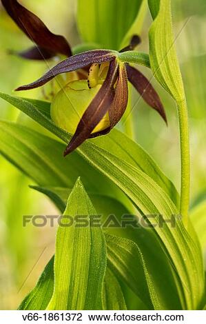 Orquidea endangered due to collection escesiva, in Spain can only be found in the priineo Aragones and the Pyrenees Lerida View Large Photo Image Stock Image - Orquidea endangered due to collection escesiva, in Spain can only be found in the priineo Aragones and the Pyrenees Lerida. Fotosearch