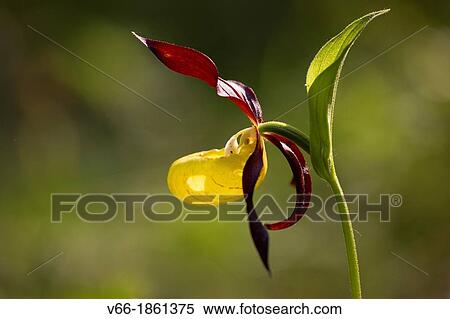 Orquidea endangered due to collection escesiva, in Spain can only be found in the priineo Aragones and the Pyrenees Lerida View Large Photo Image Stock Photography - Orquidea endangered due to collection escesiva, in Spain can only be found in the priineo Aragones and the Pyrenees Lerida. Fotosearch