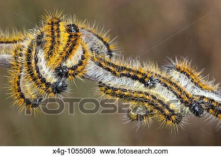Orugas de la mariposa blanca del majuelo Caterpillars of the black veined white butterfly Aporia crataegi Ourense, Espaa View Large Photo Image Stock Photo - Orugas de la mariposa blanca del majuelo Caterpillars of the black veined white butterfly Aporia crataegi Ourense, Espaa. Fotosearch