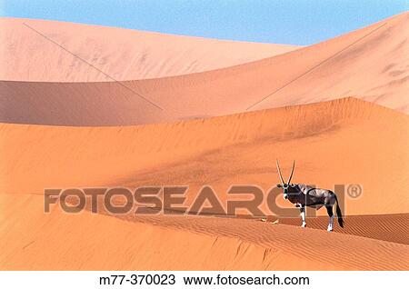 Oryx (Oryx gazella) on the dunes of Namib-Naukluft National Park. Namibia View Large Photo Image Stock Image - Oryx (Oryx gazella) on the dunes of Namib-Naukluft National Park. Namibia. Fotosearch