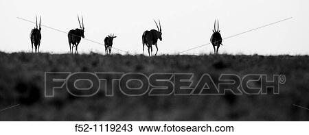 Stock Image - Oryx, Solio Ranch Reserve, Kenya. Fotosearch