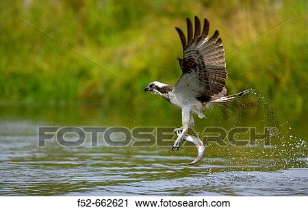 Osprey (Pandion haliaetus). Finland View Large Photo Image Stock Image - Osprey (Pandion haliaetus). Finland. Fotosearch