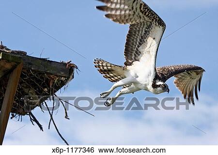Osprey, Pandion haliaetus, flying from nesting platform The Osprey is a juvenile as evidenced by its feathers being fringed with a pale buff Fort Myers Beach, Florida, USA View Large Photo Image Stock Photograph - Osprey, Pandion haliaetus, flying from nesting platform The Osprey is a juvenile as evidenced by its feathers being fringed with a pale buff Fort Myers Beach, Florida, USA. Fotosearch