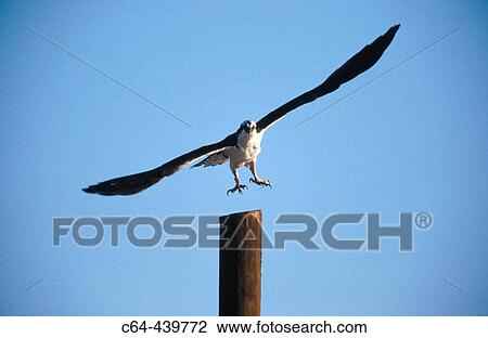 Osprey (Pandion haliaetus) in flight. Vizcaino peninsula. Baja California. Mexico View Large Photo Image Stock Image - Osprey (Pandion haliaetus) in flight. Vizcaino peninsula. Baja California. Mexico. Fotosearch