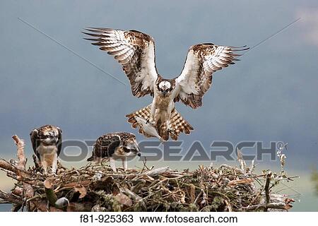 Osprey Pandion haliaetus male approaching nest with fish for chicks Northern Scotland, UK July 2008 View Large Photo Image Stock Image - Osprey Pandion haliaetus male approaching nest with fish for chicks Northern Scotland, UK July 2008. Fotosearch