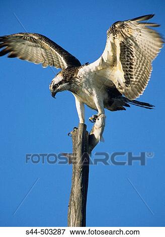 Osprey (Pandion haliaetus) on perch. MBlaga, Andalusia, Spain View Large Photo Image Stock Photo - Osprey (Pandion haliaetus) on perch. MBlaga, Andalusia, Spain. Fotosearch