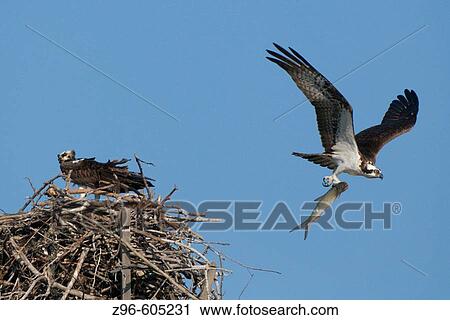 Osprey (Pandion haliaetus). Sanibel Island, Florida, View Large Photo Image Stock Image - Osprey (Pandion haliaetus). Sanibel Island, Florida,. Fotosearch