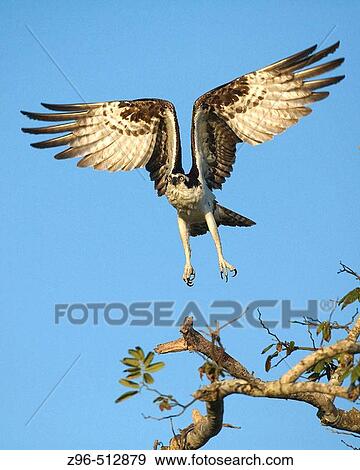 Osprey (Pandion haliaetus). Sanibel Island, Florida, USA View Large Photo Image Stock Photo - Osprey (Pandion haliaetus). Sanibel Island, Florida, USA. Fotosearch