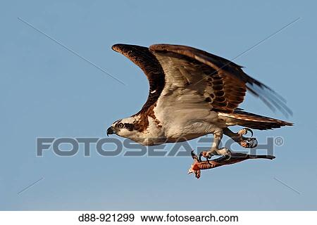 Osprey (Pandion haliaetus) View Large Photo Image Stock Photo - Osprey (Pandion haliaetus). Fotosearch