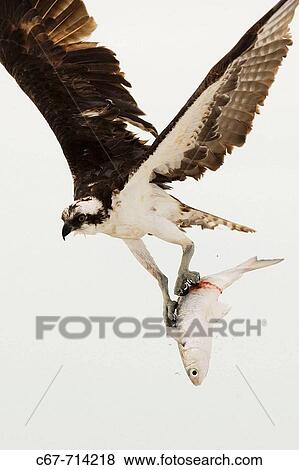 Osprey Pandion haliatus catching fish. Florida, Usa View Large Photo Image Stock Photo - Osprey Pandion haliatus catching fish. Florida, Usa. Fotosearch