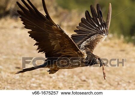Osprey View Large Photo Image Stock Photo - Osprey. Fotosearch