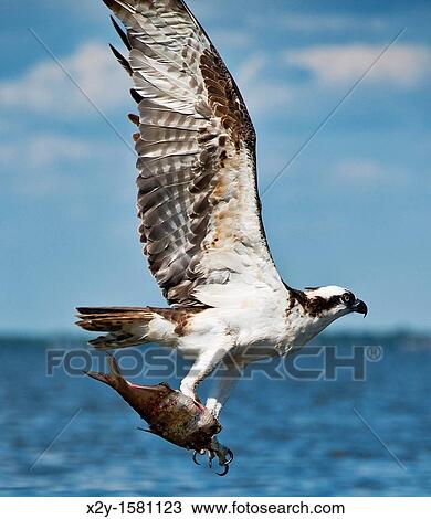 Osprey with fish catch, Pandion haliaetus, North Carolina View Large Photo Image Stock Image - Osprey with fish catch, Pandion haliaetus, North Carolina. Fotosearch