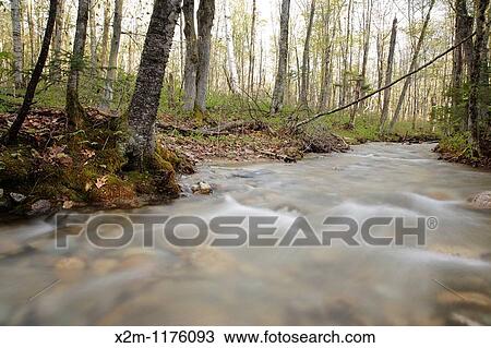 Osseo Brook on the side of Lincoln Woods Trail in Lincoln, New Hampshire USA during the spring months View Large Photo Image Stock Image - Osseo Brook on the side of Lincoln Woods Trail in Lincoln, New Hampshire USA during the spring months. Fotosearch