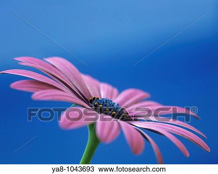 OSTEOSPERMUM - LIGHT PURPLE? OSJOTIS? Close-up of a flower in side view View Large Photo Image Stock Image - OSTEOSPERMUM - LIGHT PURPLE? OSJOTIS? Close-up of a flower in side view. Fotosearch