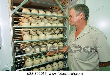 Ostrich eggs View Large Photo Image Stock Photograph - Ostrich eggs. Fotosearch