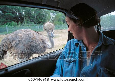 Ostrich in safari park. Kolmarden. Sweden View Large Photo Image Stock Photo - Ostrich in safari park. Kolmarden. Sweden. Fotosearch