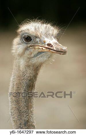 Ostrich neck and head Jurong Bird Park Singapore View Large Photo Image Stock Photo - Ostrich neck and head Jurong Bird Park Singapore. Fotosearch