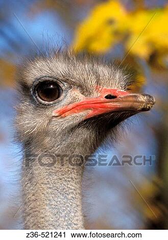 Ostrich View Large Photo Image Stock Image - Ostrich. Fotosearch