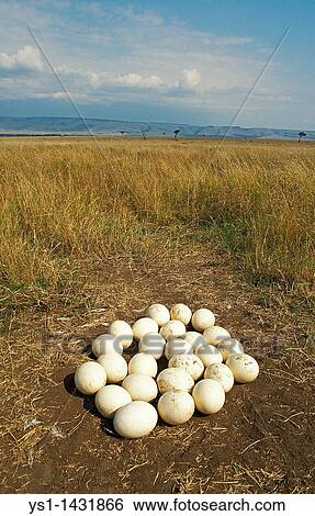OSTRICH struthio camelus, NEST IN SAVANNAH, MASAI MARA PARK IN KENYA View Large Photo Image Stock Photograph - OSTRICH struthio camelus, NEST IN SAVANNAH, MASAI MARA PARK IN KENYA. Fotosearch