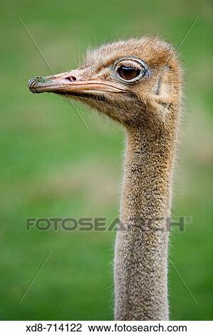 Ostrich (Struthio camelus) View Large Photo Image Stock Image - Ostrich (Struthio camelus). Fotosearch