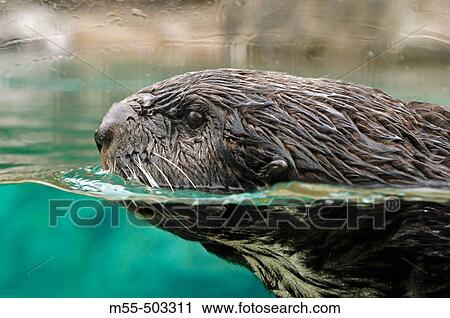 Otter (lutra canadensis) View Large Photo Image Stock Image - Otter (lutra canadensis). Fotosearch
