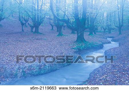 Stock Image - Otzarreta beechwood and river. Gorbeia Natural Park. Biscay, Basque Country, Spain. Europe.. Fotosearch