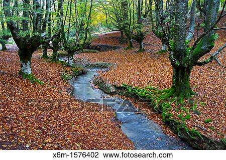 Stock Image - Otzarreta beechwood Barazar port Biscay, Basque Country, Spain. Fotosearch