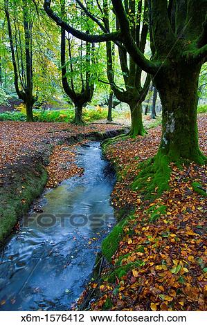 Stock Image - Otzarreta beechwood Barazar port Biscay, Basque Country, Spain. Fotosearch